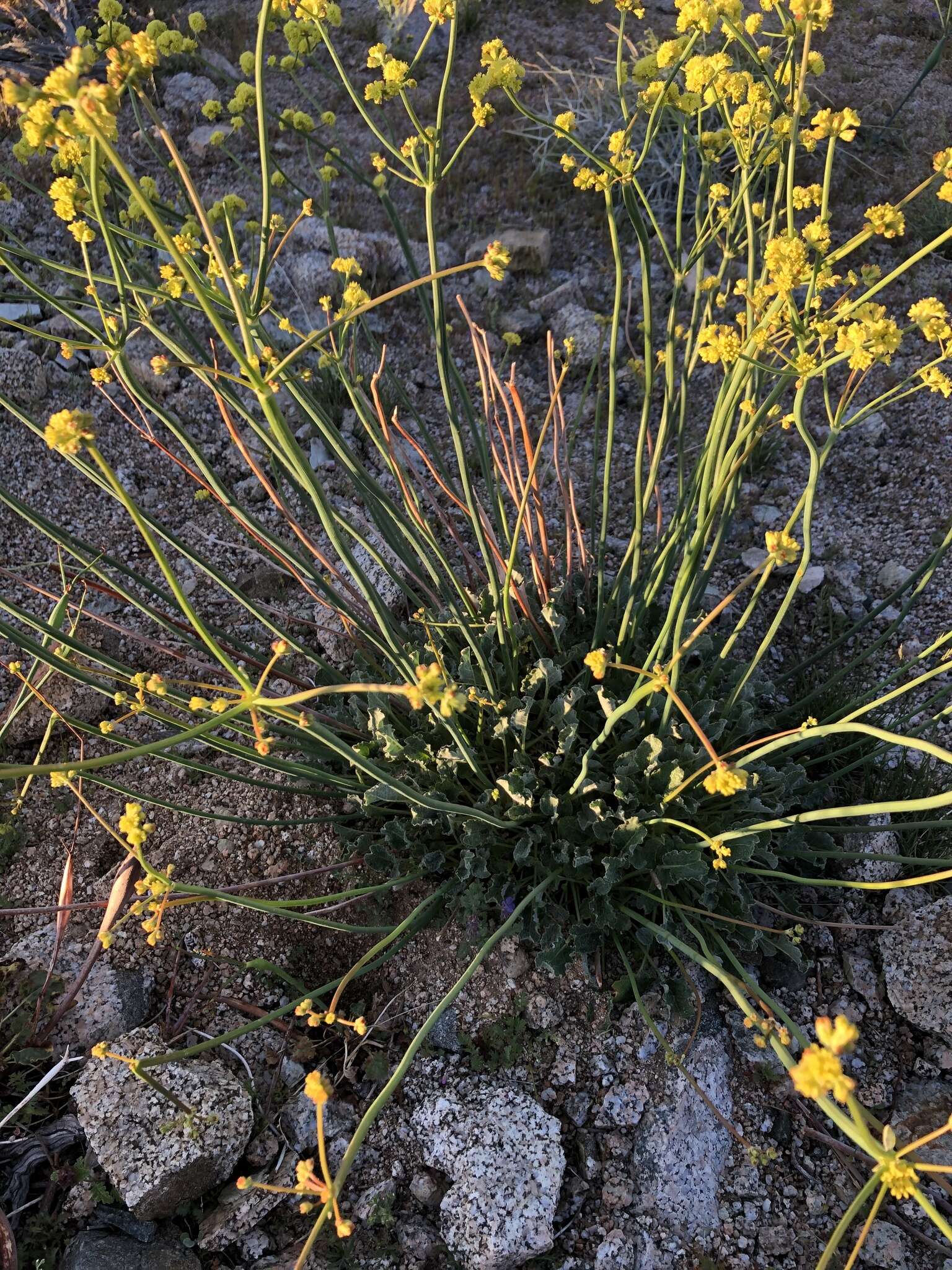 Image of Weston's buckwheat