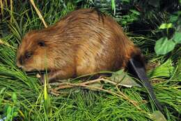 Image of European beaver