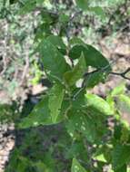 Image of Rough-leaved croton