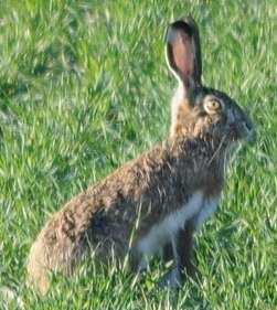 Image of Granada Hare