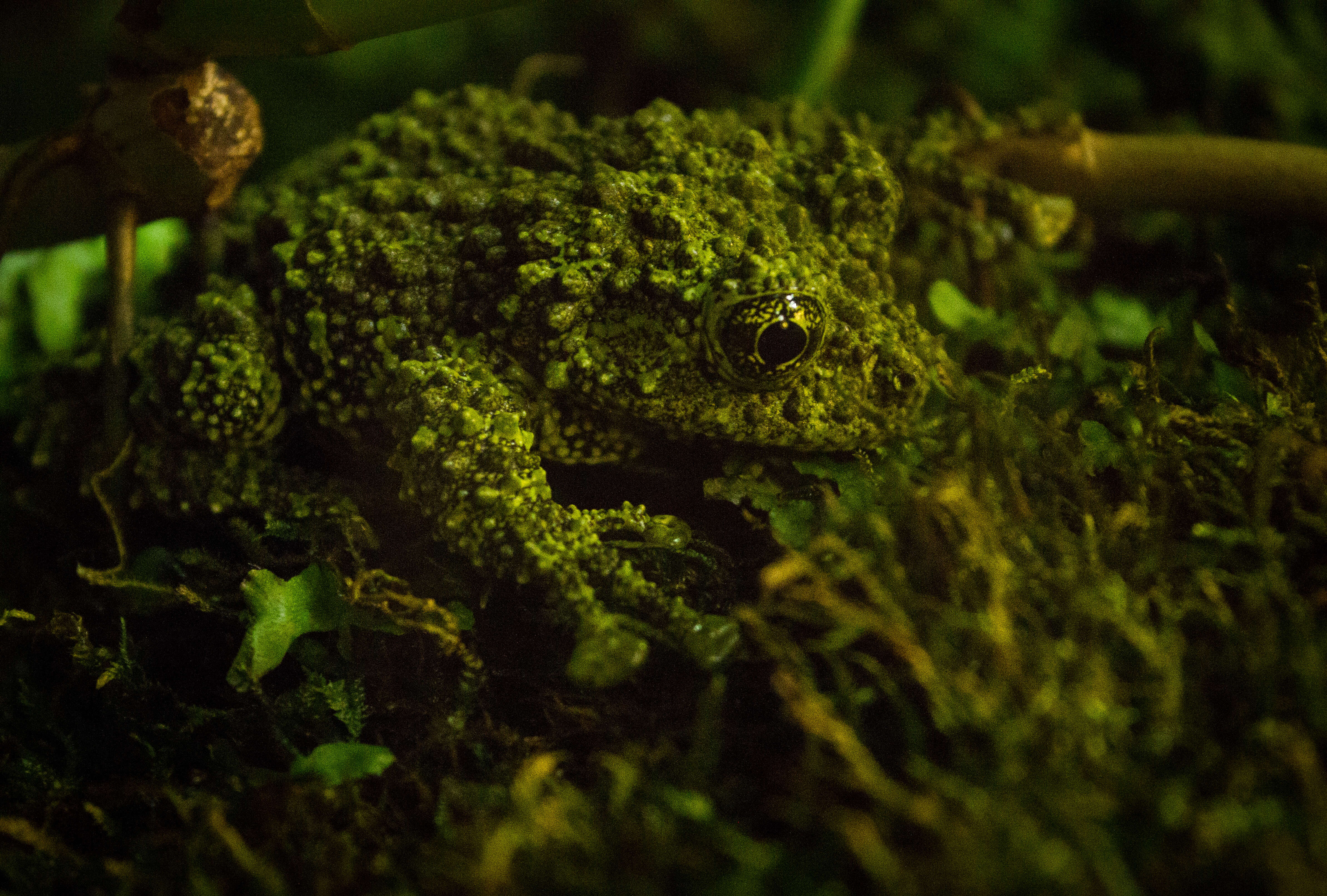 Image of Tonkin Bug-eyed Frog