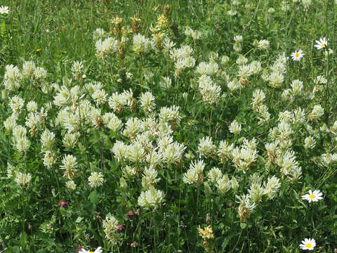 Image de Trifolium canescens Willd.