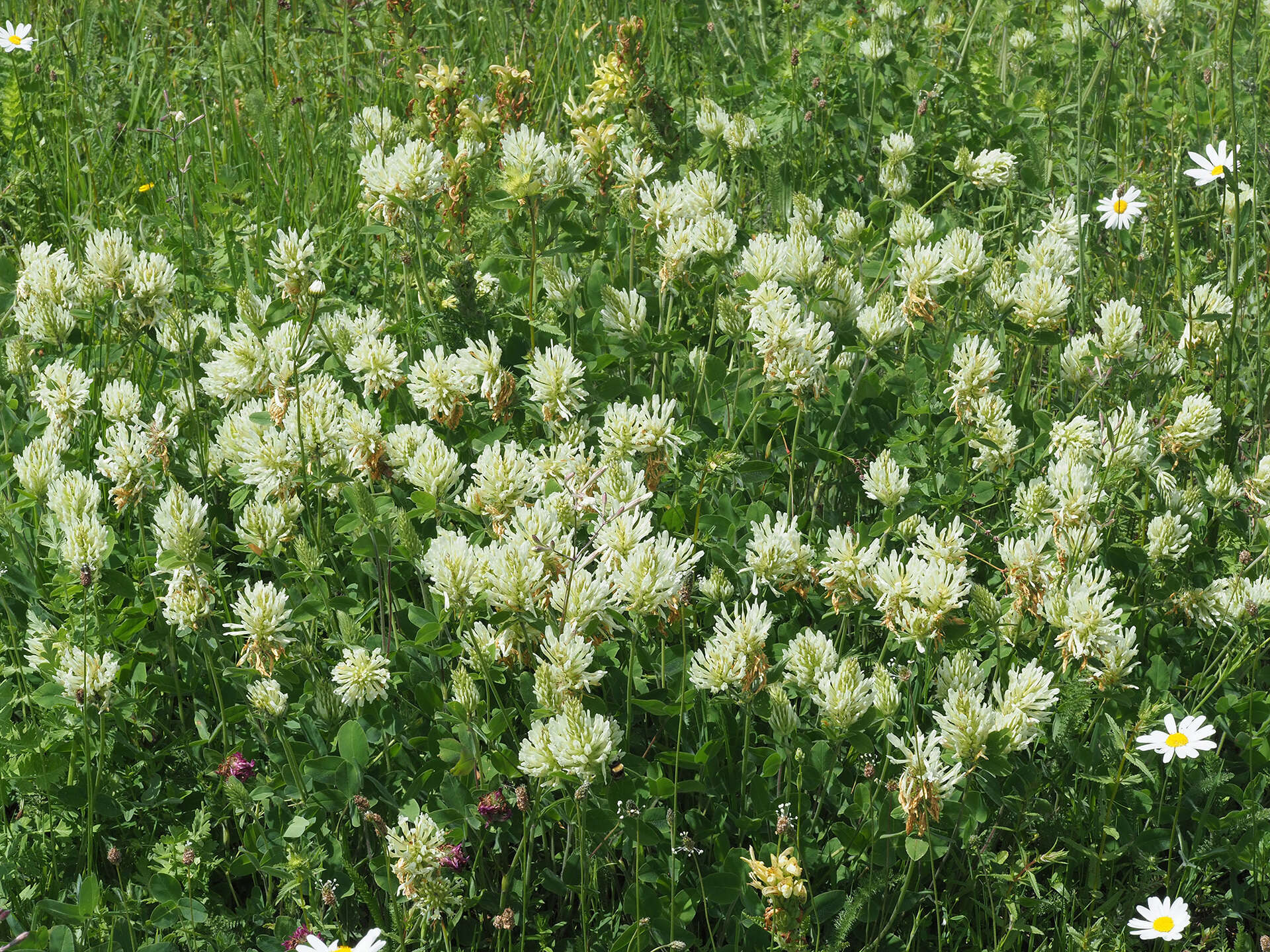 Слика од Trifolium canescens Willd.