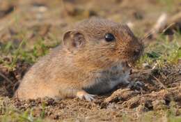 Image of Guenther’s Vole