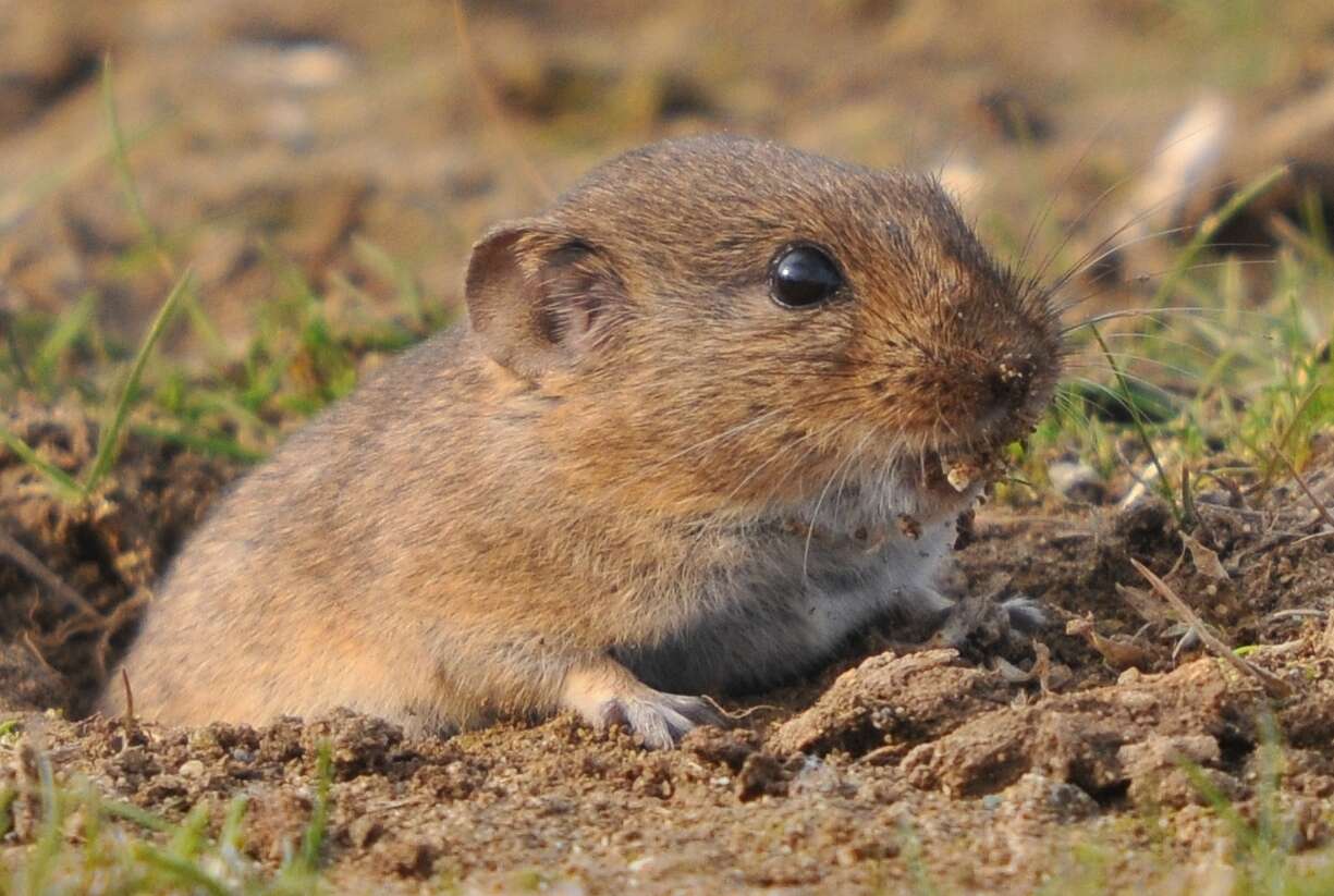 Microtus guentheri (Danford & Alston 1880)的圖片