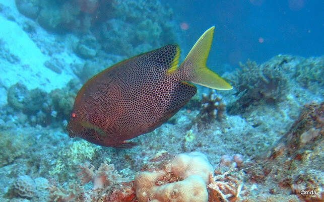 Image of Brown-spotted rabbitfish