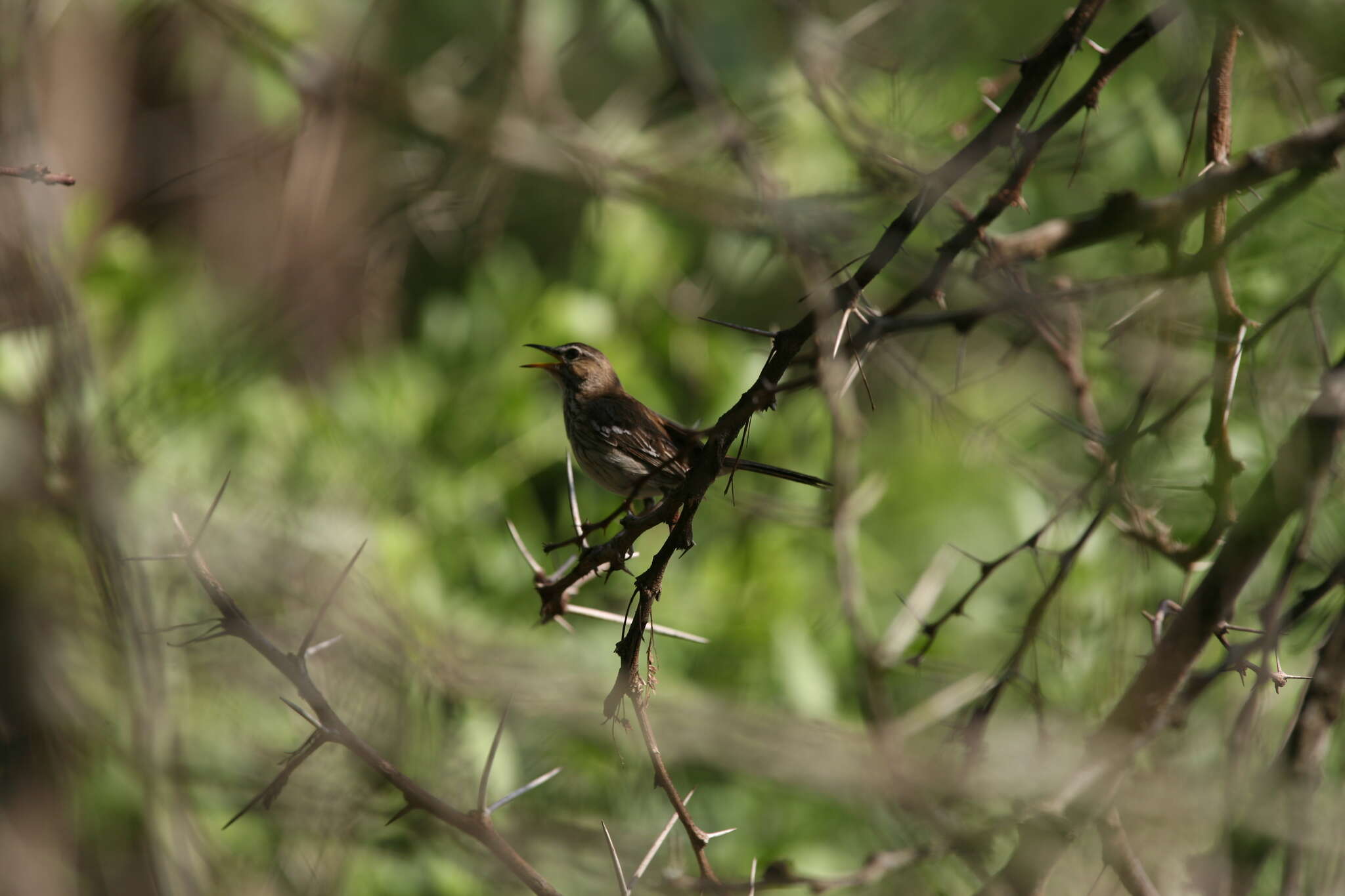 Image of White-browed Scrub Robin