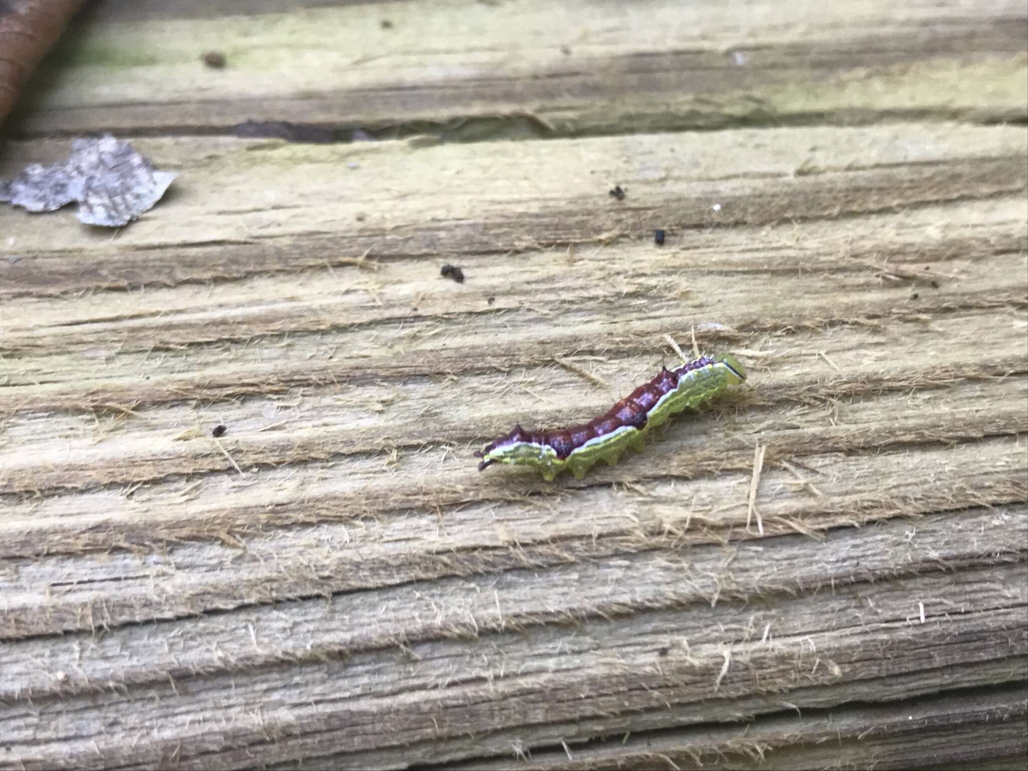 Image of Variable Oakleaf Caterpillar Moth