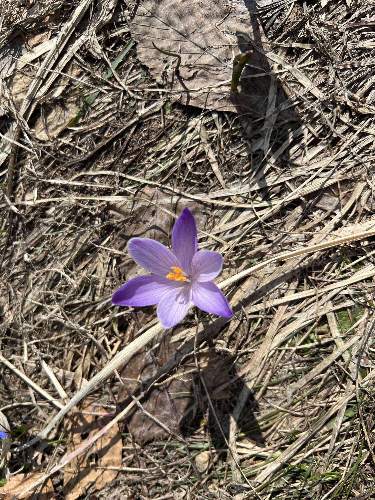 Crocus neglectus Peruzzi & Carta resmi