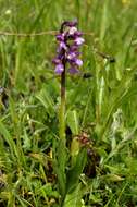 Image of Anacamptis morio subsp. morio