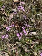 Image of Hentz's phlox