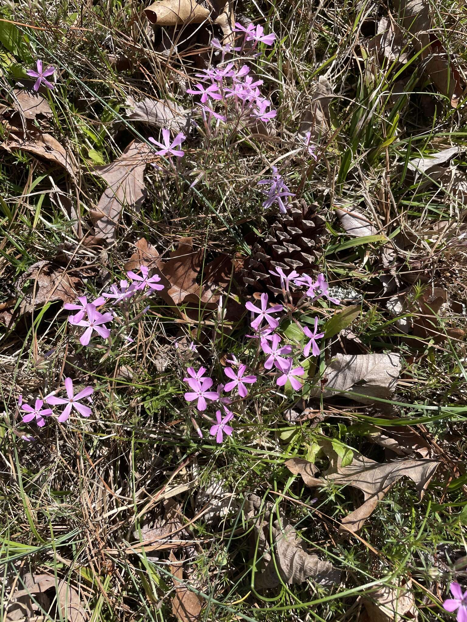 Image of Hentz's phlox