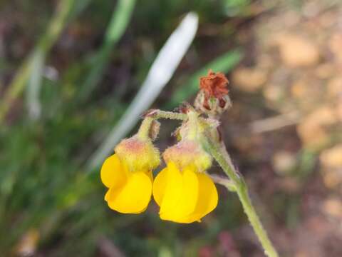 Plancia ëd Hermannia multiflora Jacq.