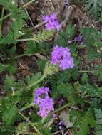 Image de Glandularia polyantha Umber