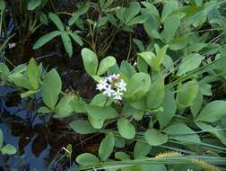 Image of bogbean