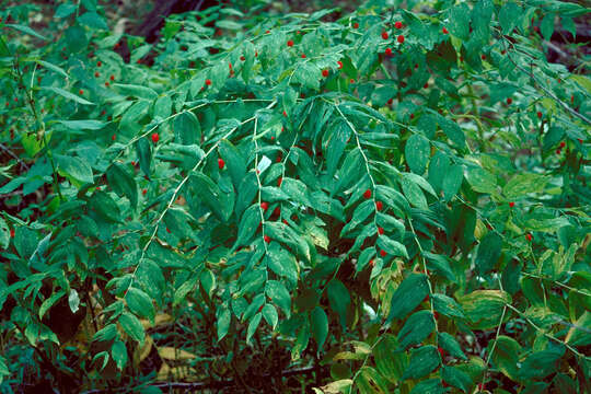 Image of claspleaf twistedstalk