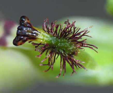 Image de Arthrochilus irritabilis F. Muell.