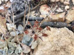 Image of granite buckwheat