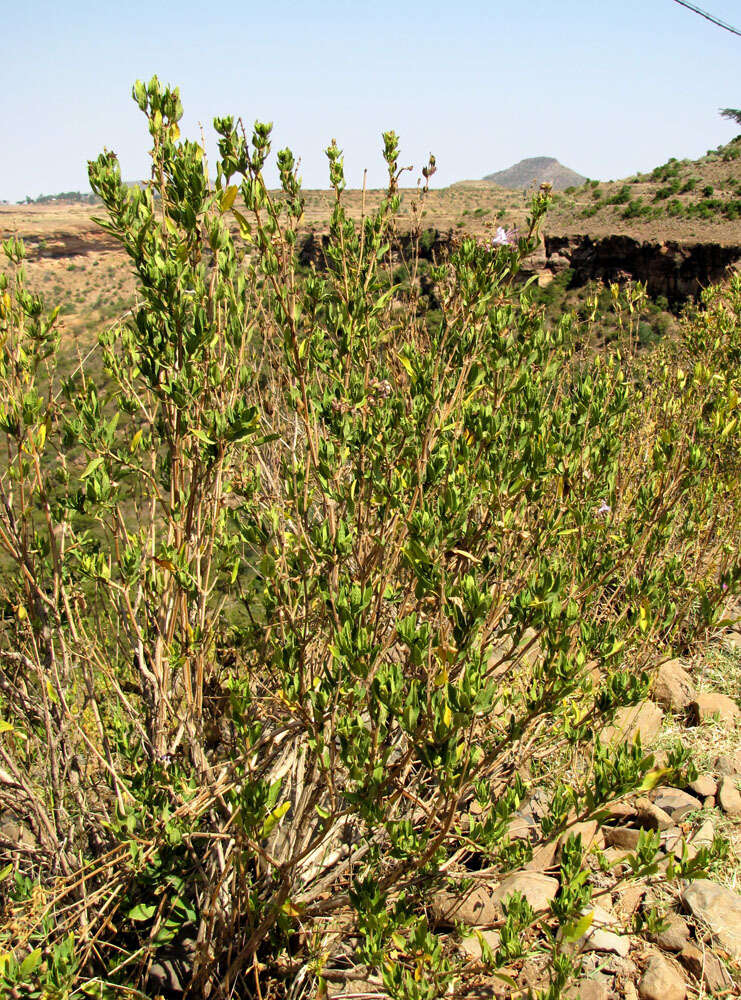 Image of Ocimum grandiflorum Lam.