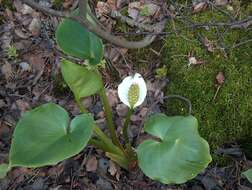 Image of callalily