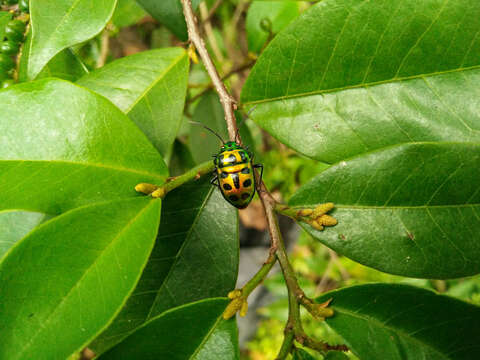 Image of <i>Chrysocoris stockerus</i>