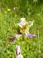 Image of Bee orchid