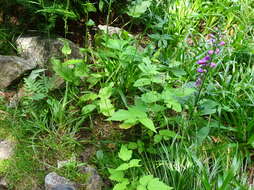 Image of Rumex arifolius All.