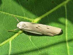 Image of dotted footman