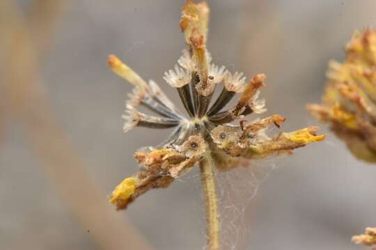 Image of Platyschkuhria integrifolia (A. Gray) Rydb.