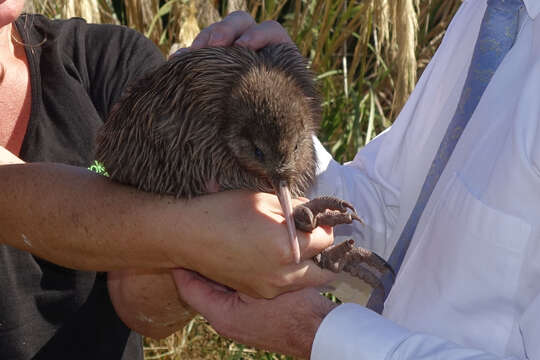 Image of Southern Brown Kiwi