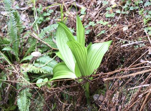 Image of Fringed False Hellebore