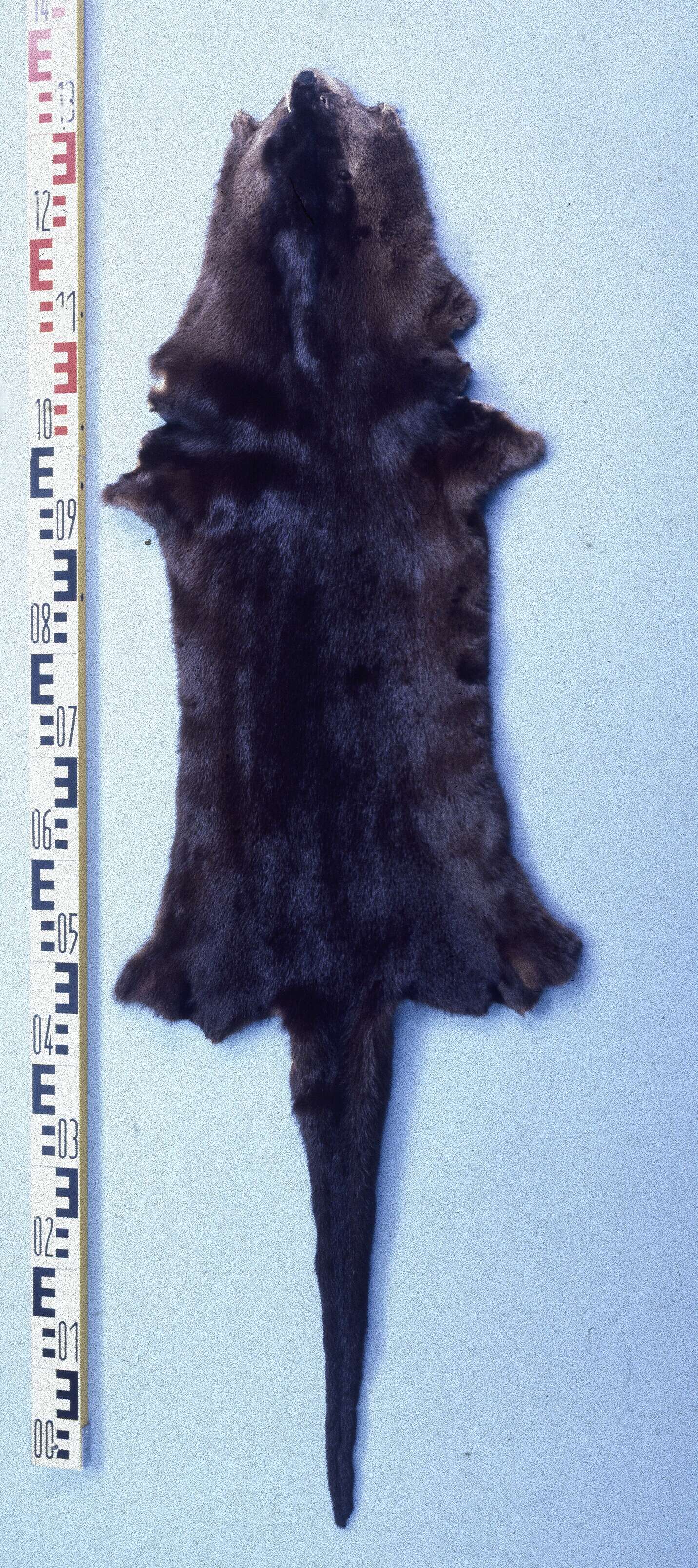 Image of Otter sp.