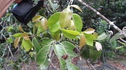 Image of Gnetum edule (Willd.) Blume