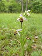 Image of Bee orchid