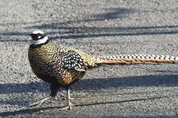 Image of Reeves's Pheasant