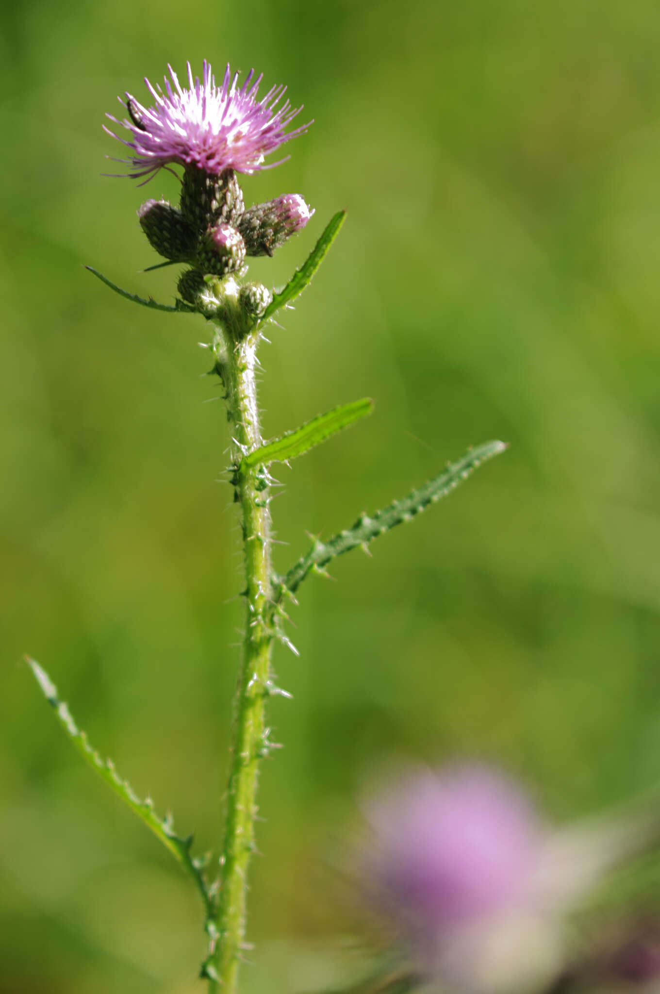 Imagem de Cirsium palustre (L.) Scop.