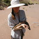 Image of Anchieta's Dwarf Python