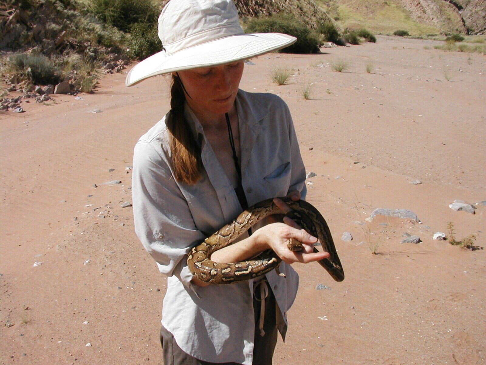 Image of Anchieta's Dwarf Python