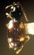 Imagem de Bembidion (Bembidion) quadrimaculatum oppositum Say 1823