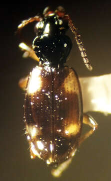 Image of Bembidion (Bembidion) quadrimaculatum oppositum Say 1823