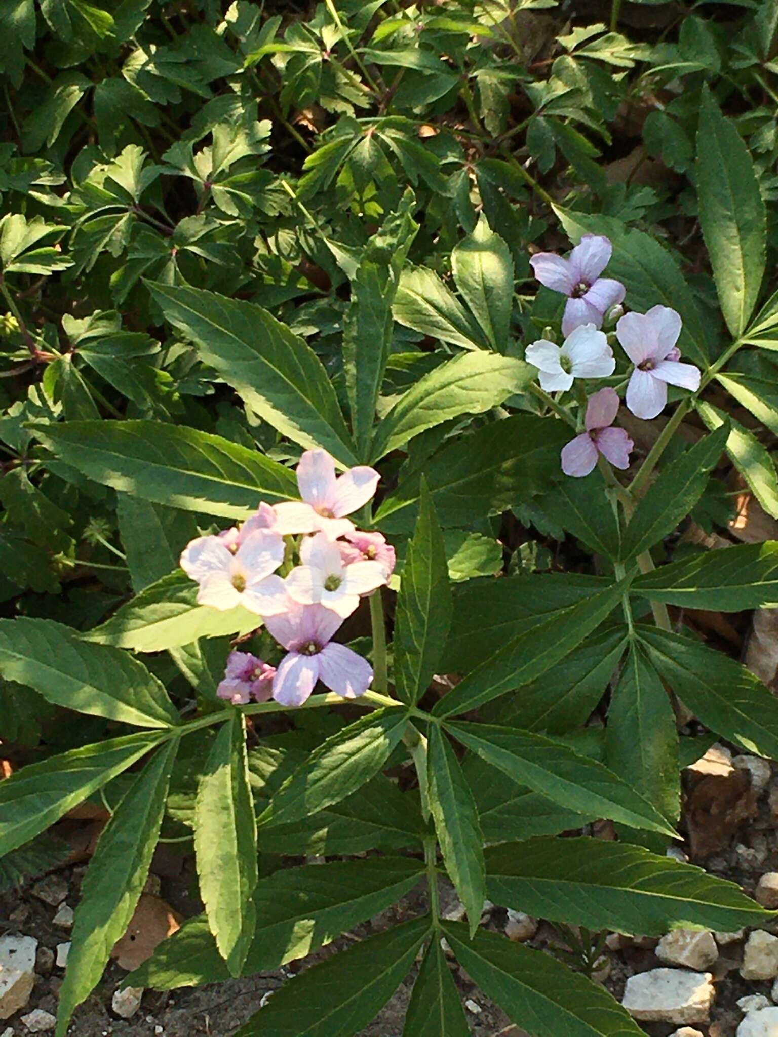 Image of Pinnate Coralroot