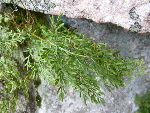 Image de Cryptogramma crispa (L.) R. Br. ex Hook.