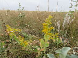 Image of velvety goldenrod