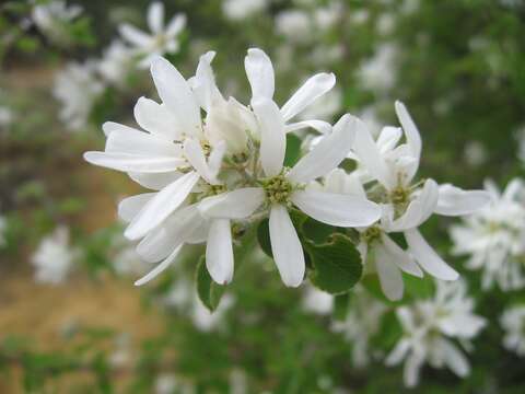 Image of Snowy Mespilus