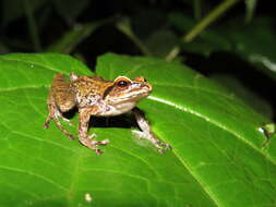 Image of Pristimantis devillei (Boulenger 1880)