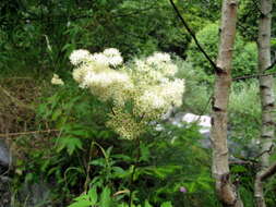 Image of Meadowsweet