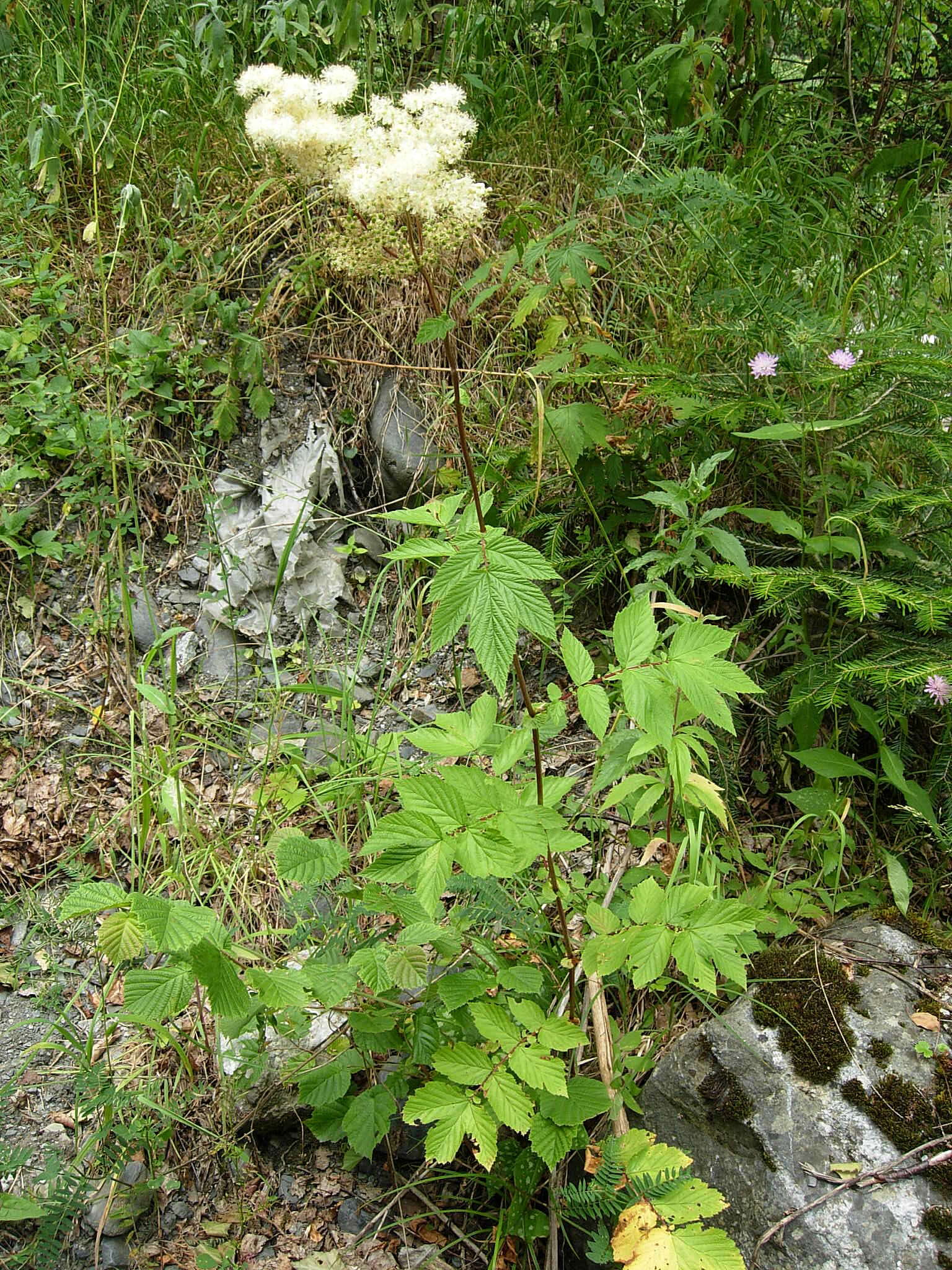 Image of Meadowsweet