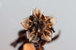 Image of Lampranthus serpens (L. Bol.) L. Bol.