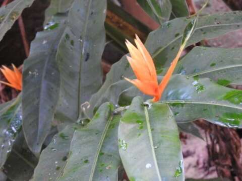 Image of Heliconia aurantiaca Verschaff.