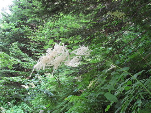 Image of bride's feathers